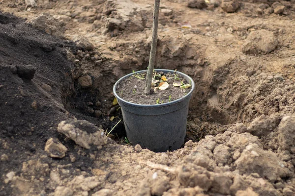 Plantera ett träd i marken. Plantera en planta i marken. — Stockfoto