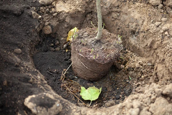 Plantera ett träd i marken. Plantera en planta i marken. — Stockfoto