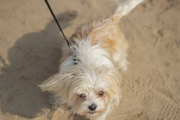 Small breed dog for a walk.