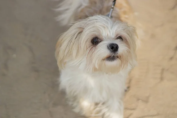 Small breed dog for a walk.