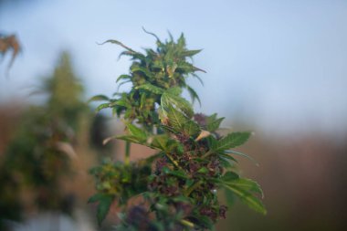 Sokakta marihuana. Kenevir..