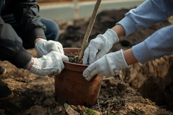 Φύτεψα ένα φυτό στο έδαφος. Ο κηπουρός ετοιμάζει τον σπόρο για να θαφτεί στο χώμα.. — Φωτογραφία Αρχείου