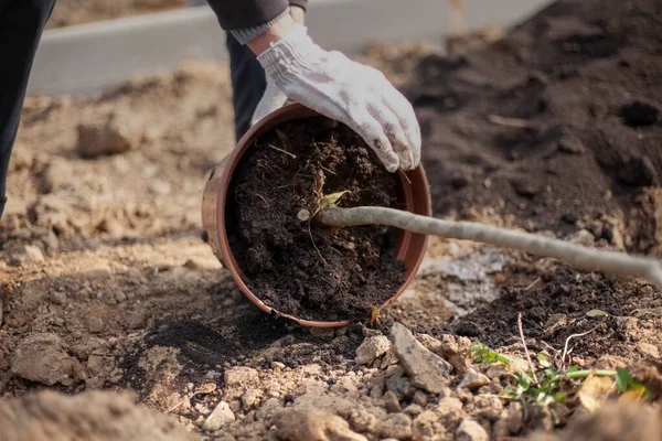 Menanam tanaman di tanah. Tukang kebun mempersiapkan bibit untuk dikubur ke dalam tanah.. — Stok Foto