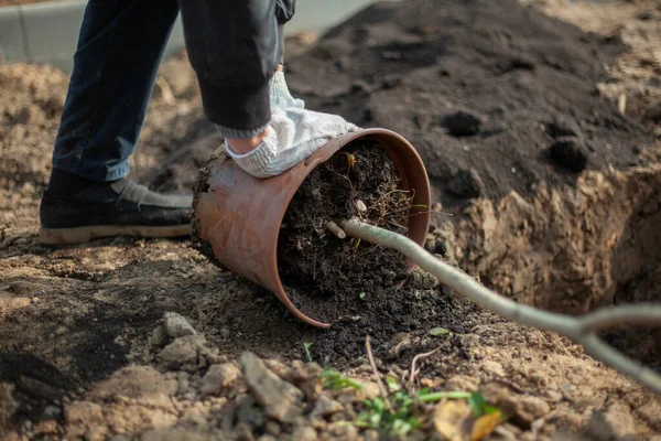 Menanam tanaman di tanah. Tukang kebun mempersiapkan bibit untuk dikubur ke dalam tanah.. — Stok Foto