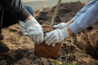 Toprağa bir ağaç dikiyorum. Kadın saksıdaki bitkiyi çıkarıyor.. 
