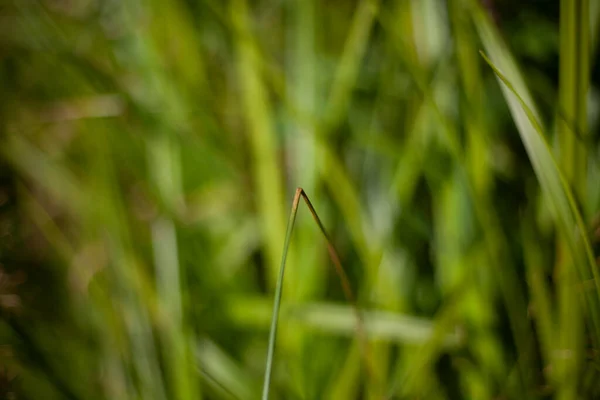 Hierba verde en el bosque. Una planta en un pantano. — Foto de Stock