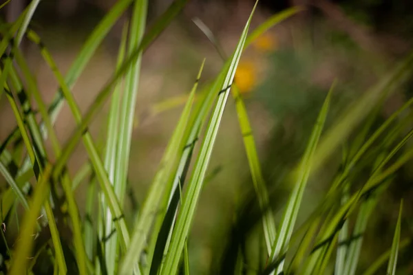 Grama verde na floresta. Uma planta em um pântano. — Fotografia de Stock