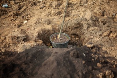 Kavanozda tohumlama. Toprağa ağaç dikiyorum..