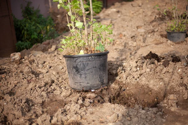 Plantor i en gryta. Plantera träd i marken. — Stockfoto