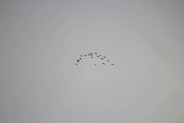 Os pássaros estão voando através do céu. — Fotografia de Stock
