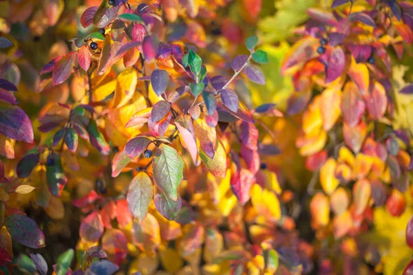 Colori d'autunno. Foglie di tutti i colori. — Foto Stock