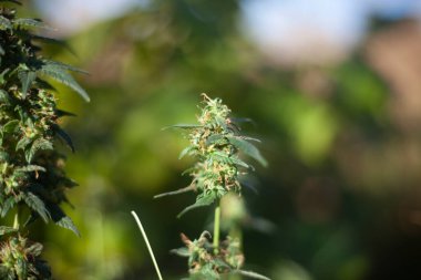 Marihuana büyüyor. Kenevir bitkisi sokakta. 