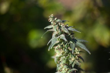 Marihuana büyüyor. Kenevir bitkisi sokakta. 