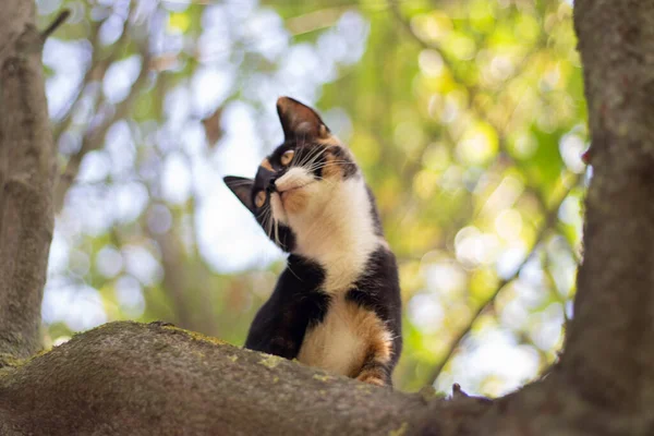 Katt på trädet. En tricolor katt sitter på en gren. — Stockfoto
