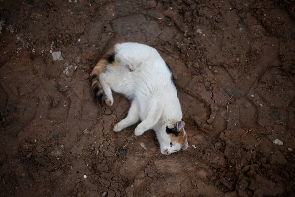 Gato tricolor na rua. Um gato vadio caminha no chão. — Fotografia de Stock