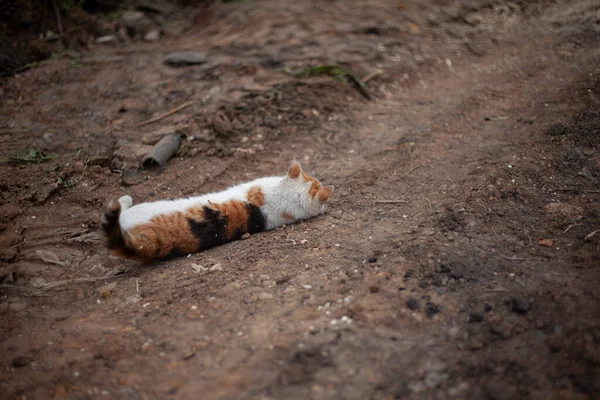Gato tricolor na rua. Um gato vadio caminha no chão. — Fotografia de Stock