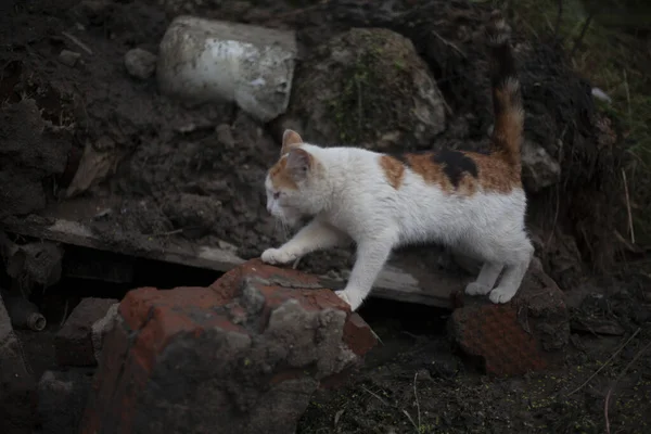 Gato tricolor na rua. Um gato vadio caminha no chão. — Fotografia de Stock