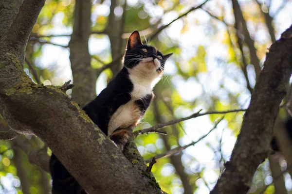 Katt på trädet. Djur på en gren av en växt. — Stockfoto
