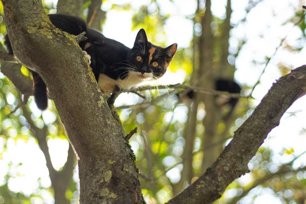 Gato na árvore. Animal em um ramo de uma fábrica. — Fotografia de Stock