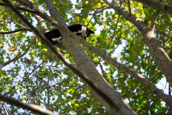 Gatto sull'albero. Animale su un ramo di una pianta. — Foto Stock