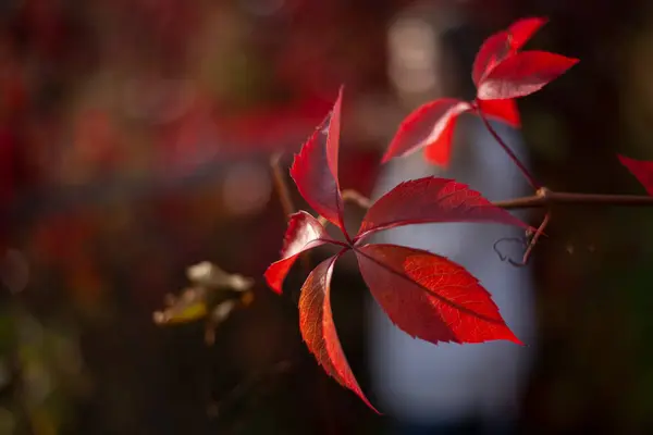 Červený loach. Rostlina na živém plotě. Přírodní pozadí. — Stock fotografie