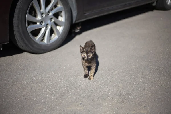 Gatito en la calle. Un gatito sin hogar camina en el estacionamiento. El animal corre por la ciudad. —  Fotos de Stock