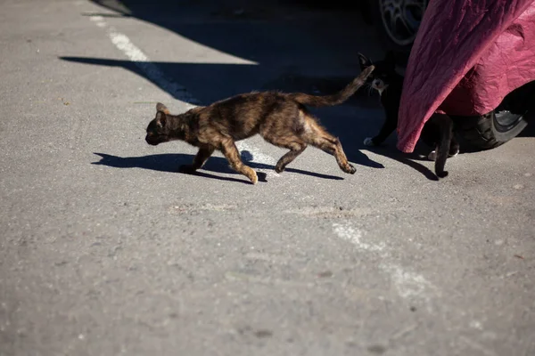 Gatito en la calle. Un gatito sin hogar camina en el estacionamiento. El animal corre por la ciudad. —  Fotos de Stock