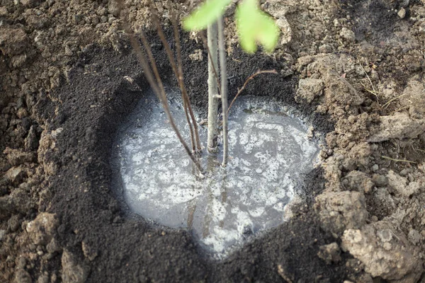 Plantera en planta i marken. Hjärtformade hål för ett träd. — Stockfoto