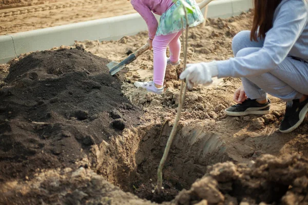 Quitar una plántula de una maceta. Plantar un árbol en el suelo. Un hombre prepara una planta para plantar en el suelo. —  Fotos de Stock