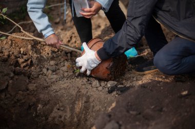 Bir çaydanlıktan fidan kurtulmak. Toprağa bir ağaç dikiyorum. Bir adam toprağa ekmek için bir bitki hazırlar.. 