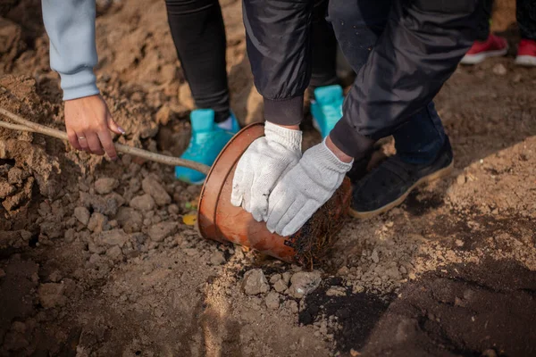 Quitar una plántula de una maceta. Plantar un árbol en el suelo. Un hombre prepara una planta para plantar en el suelo. —  Fotos de Stock