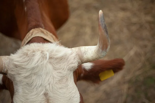 Vache à la ferme. Animal dans le stylo. — Photo