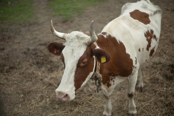 Mucca nella fattoria. Animale nella penna. — Foto Stock