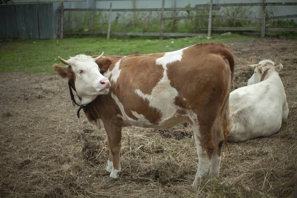 Mucca nella fattoria. Animale nella penna. — Foto Stock