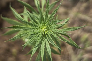 Sokakta marihuana yetişiyor.. 