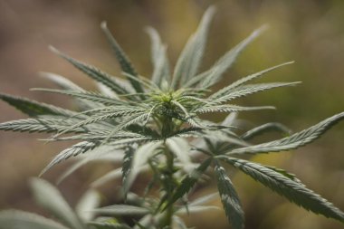 Sokakta marihuana yetişiyor.. 