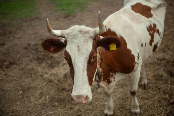 A cow on a farm in the village. A cloven-hoofed animal in a pen for animals. Horned beast. — Stock Photo, Image