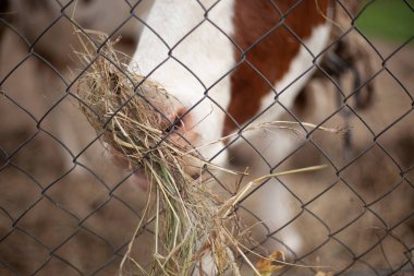 Köydeki bir çiftlikte inek. Hayvanlar için ağıldaki çatallı toynaklı bir hayvan. Boynuzlu canavar.. 