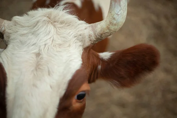 Una vaca en una granja en el pueblo. Un animal de pezuña hendida en un corral para animales. Bestia de cuernos. — Foto de Stock