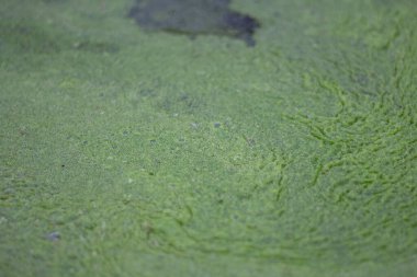 Bataklık çamuru. Ördek otu su dokusu. Suyun yüzeyindeki küçük bitkiler. 