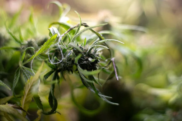 La marijuana cresce sotto le lampade. Coltivare la canapa. Pianta contenente cannabioidi. Foglie e cime di cannabis. — Foto Stock