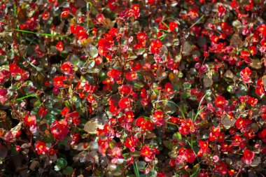 Güneş ışığındaki kırmızı küçük çiçekler. 