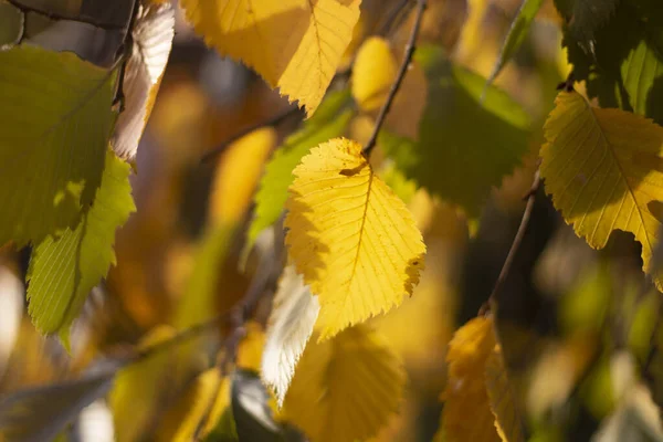 Foglie d'autunno gialle. Autunno colori di sfondo. Bellezza della natura. Asciugatura di impianti. — Foto Stock