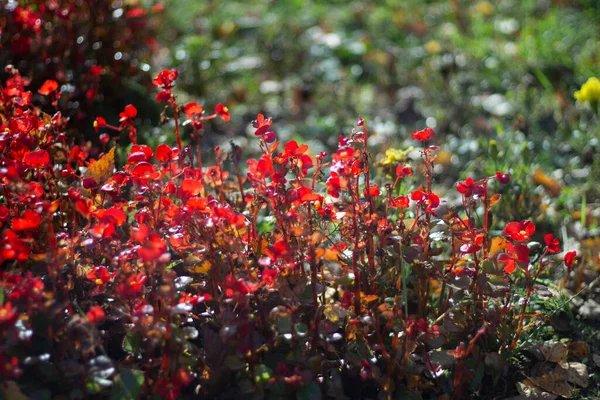 Rote Blumen. Gartenpflanzen im Sonnenlicht. Schöner natürlicher Hintergrund aus kleinen Blumen. — Stockfoto