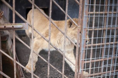 Kafesteki aslan yavrusu. Kuşhanede vahşi kedi var. Hayvanat bahçesindeki hayvan. Parmaklıklar ardında tehlikeli bir canavar. Büyük kedi kötü durumda. Yasadışı bir hayvanat bahçesinde hayvan beslemek.