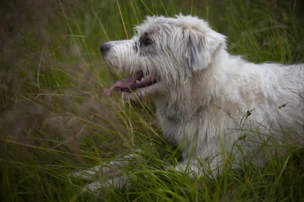 Dog with white fur. Shaggy dog on the street. A beautiful dog for a walk. — Stock Photo, Image