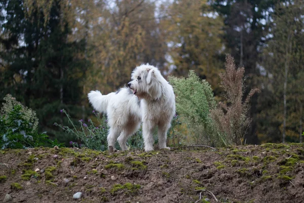 O cão está em cima de um outeiro. Cão peludo. Pet tem cabelo branco. Caminhando pela floresta com seu animal favorito. O cão está feliz.. — Fotografia de Stock