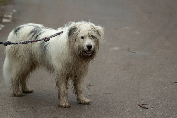 Beyaz kürklü köpek. Sokaktaki tüylü köpek. Yürüyüşe çıkmış güzel bir köpek.. — Stok fotoğraf