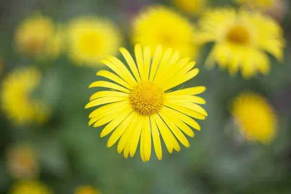 Yellow flowers. Natural background from garden flowers. Plants on the street. Beauty of nature. — Stock Photo, Image