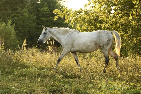 Biały Koń Łące — Zdjęcie stockowe